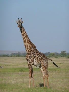 giraffe