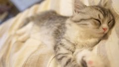 hir87_hutonnouedenerusco_tp_v